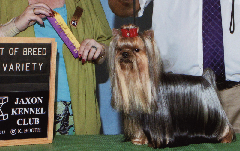 Grand Champion Artistry's Cole Train